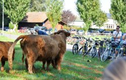 Zwetschgenchilbi 2014 106  Mittel 