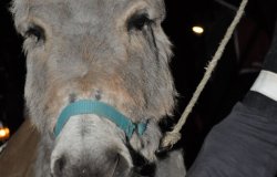DSC 0019  Gro   